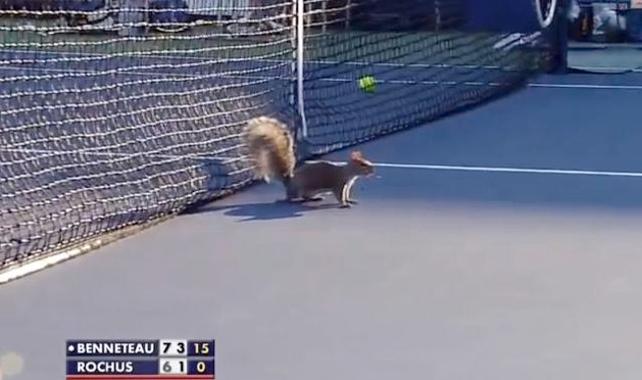 Animals do the Darndest things: Squirrel halts US Open Tennis match