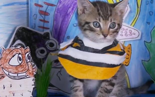 Watch Ridiculously Cute Kittens Act Out ‘Finding Nemo’ In A Performance Worthy Of An Oscar
