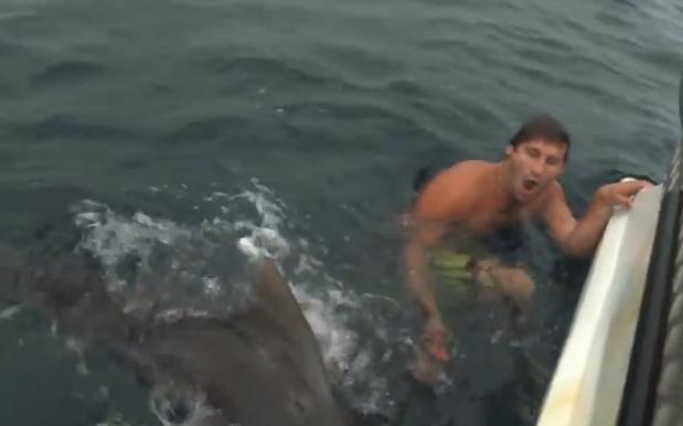 Watch Gold Coast Bros The Mad Hueys Go Bird Cage Diving With An 8ft Tiger Shark