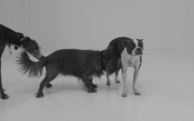 ‘Dogs Sniffing Butts’ Takes ‘First Kiss’  Parodies To Adorable New Low