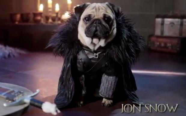 See ‘Game Of Thrones’ Recreated with Adorable Pugs
