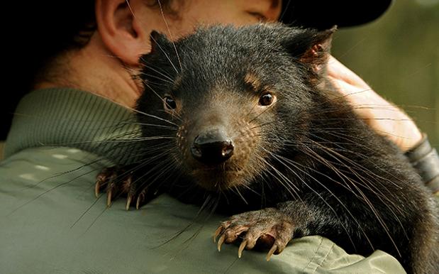 A Tassie Devil On Loan To A Zoo In Albuquerque Has Been Killed In A Violent Attack