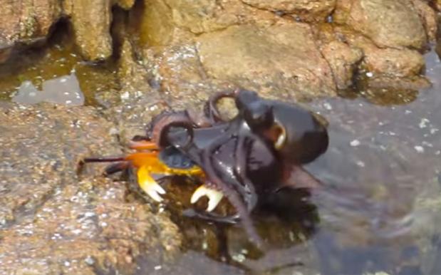 Gaze In Horror As An Octopus Drags A Crab Into Hell’s Murky Depths