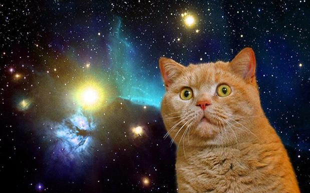 Sydney Is Getting The Space-Themed Cat Cafe It Never Knew It Needed Until Now