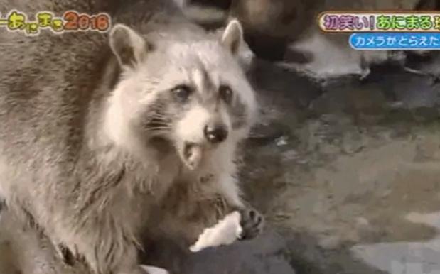FEEL GOOD STORY OF THE YEAR: That Raccoon Got His Cotton Candy After All