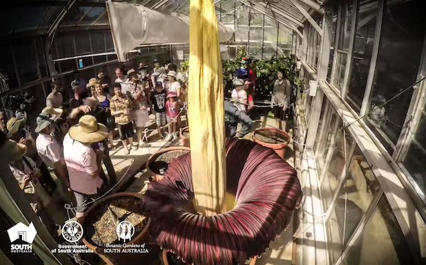 SA Hits Stinky Jackpot Twice In A Row With Another Corpse Flower Bloom
