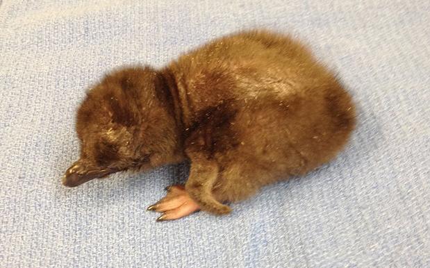 Cincinnati Zoo Keeps Making Us Feel Things, Names Baby Penguin ‘Bowie’