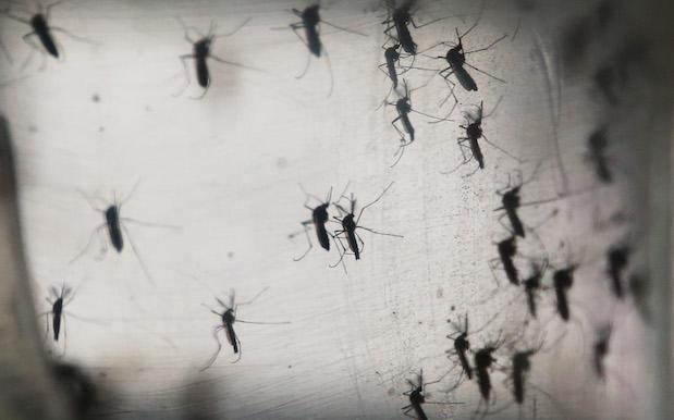 QLD Homes & Businesses Mass-Sprayed For Mozzies After Zika Virus Scare