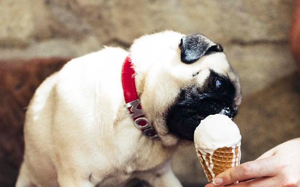 Doggy Gelato Is Here To Let You Spoil Your Pupper Rotten, Guilt-Free