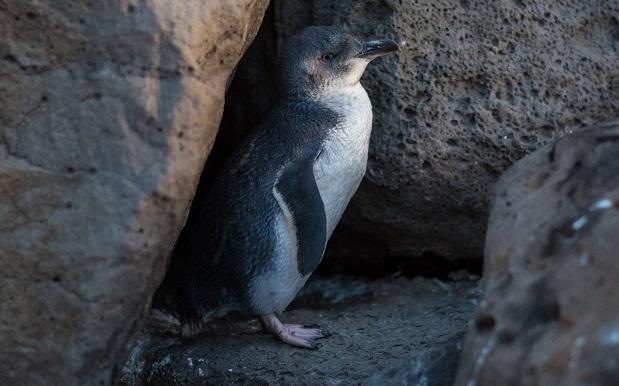 Oh FFS: Absolute Flogs Have Attacked Melbourne’s Little Penguin Colony