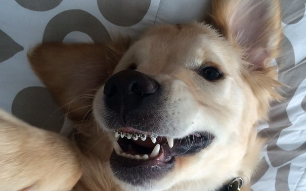 There’s No Possible Way To Out-Cute These Pics Of A Puppy With Braces