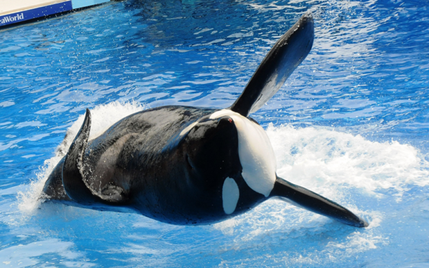 SeaWorld Does SeaWorld, Accepts No Blame For Gravely-Ill ‘Blackfish’ Tilikum