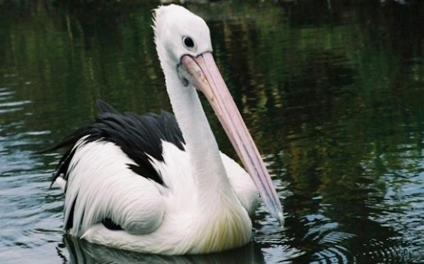 NZ’s Only Pelican Put Down After 40 Years Of Being A Pelican