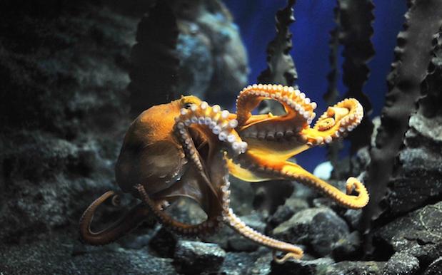 Criminal Genius Octopus Makes Daring Escape From NZ Aquarium