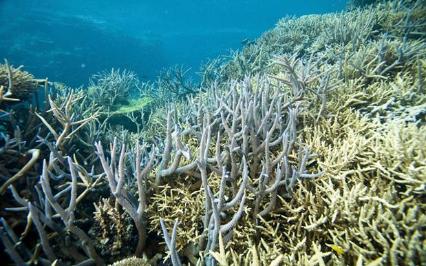 We Really Fucked Up: 93% Of Entire Great Barrier Reef Shows Bleaching