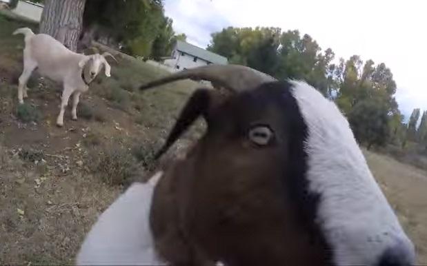 WATCH: 8 C-Bombs Are Far Too Few To Describe Gary The Goat’s Aggro Mate