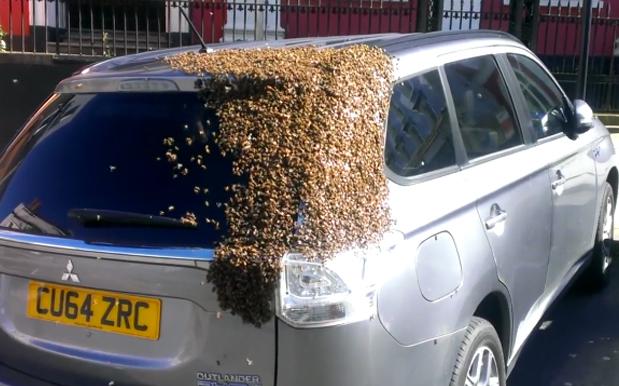 WATCH: 20,000 Angry Bees Swarm A Car Searching For Their Queen