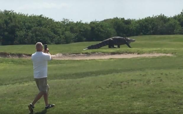 WATCH: Look At This Big Fackin Alligator Crossing A Golf Course Phwoooar