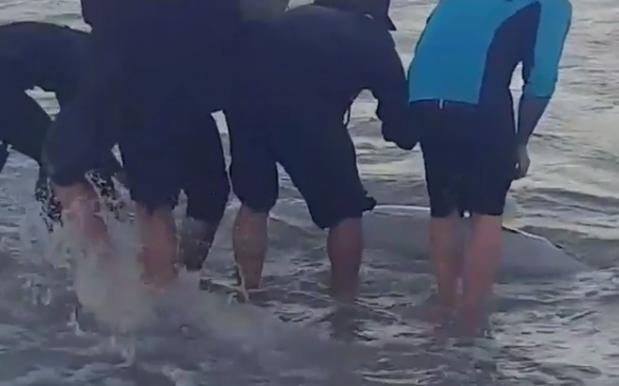 Bondi Rescue Team Try & Fail To Save Dolphin Who Beached Itself Over W/E