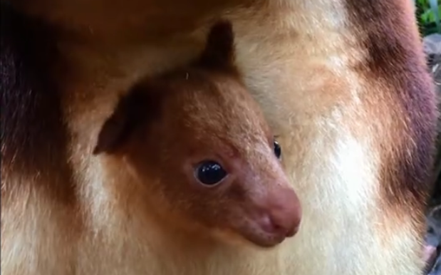 WATCH: Perth Zoo’s Rare Tree Kangaroo Joey Becomes The Benchmark For ‘Cute’