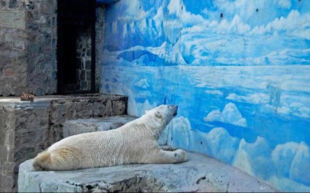 ‘World’s Saddest Polar Bear’ Passes Away In Argentina Zoo At Age 30