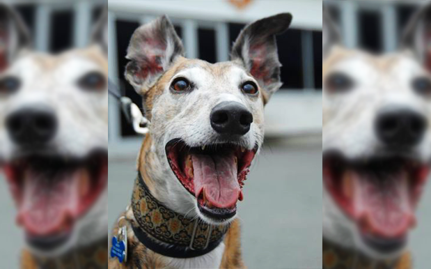 FKN YAY: NSW Just Outlawed Greyhound Racing After Damning Inquiry