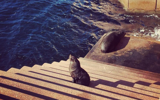 The Sydney Opera House Seal Has Returned With A Blessed Lil’ Ocean Pupper