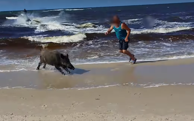 WATCH: Wild Boar Emerges From Sea To Wreck Havoc On Polish Beachgoers