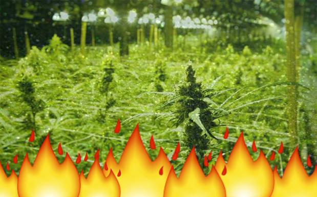 Darwin Bloke Calls Cops After His Dad Angrily Torched His Entire Weed Crop