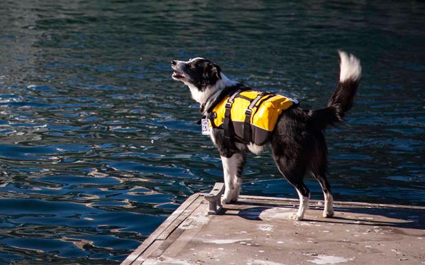 The National Maritime Museum Hired A Very Good Doggo To Scare Off Seagulls