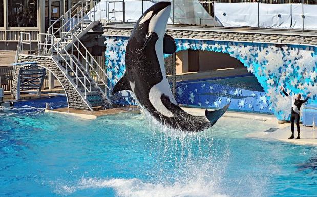 SeaWorld Reports Dismal Attendance Since Announcing The End Of Orca Shows
