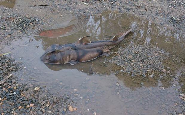 SA Police Rescued A Wee Shark From A Puddle Like Some Sort Of Finderella