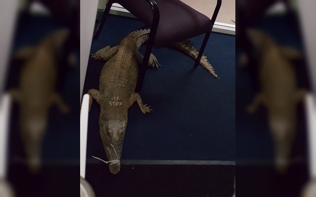 NT Police Search For Boofheads Who Unleashed 3 Crocs In A School Office