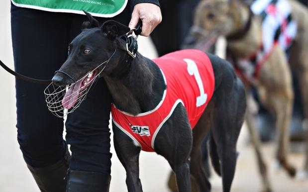 The NSW Greyhound Racing Ban Sailed Easily Through Parliament Last Night