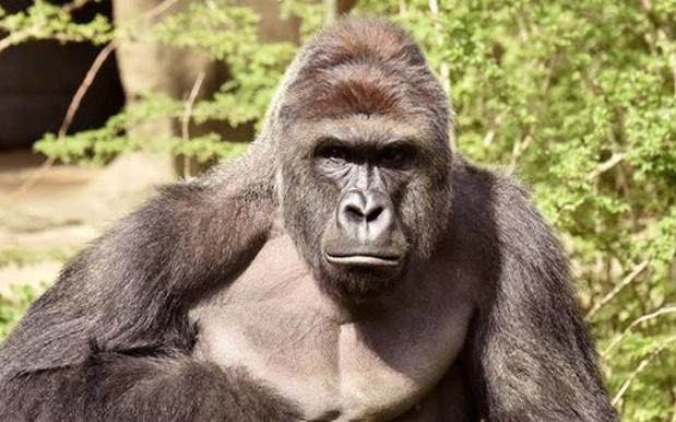 Cincinnati Zoo Is Beggin’ Ya To Stop The Memes About Beloved Ape Harambe