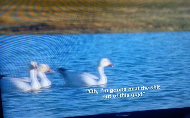 Aziz Ansari Subtitles On A Nature Doco Are The Gift That Keeps On Giving