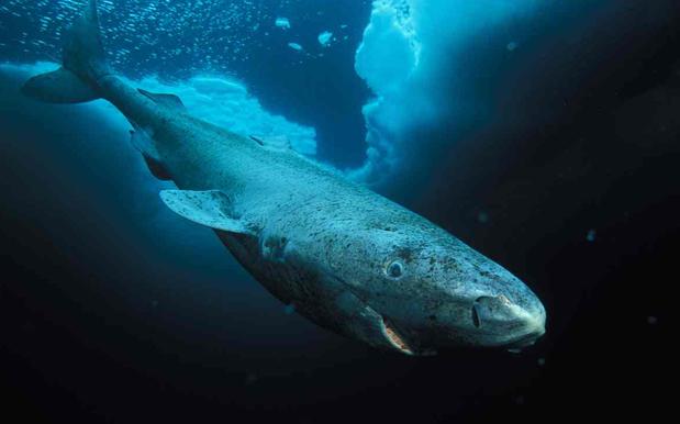 This Shark Is Literally 400 Fucking Years Old, What The Actual Hell