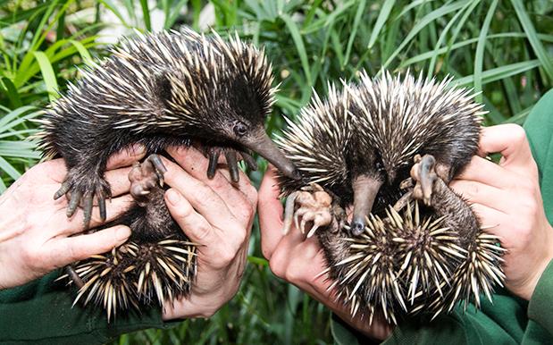 Echidnas In QLD Are So Hard Up For A Root They’re Getting Stuck In Gardens