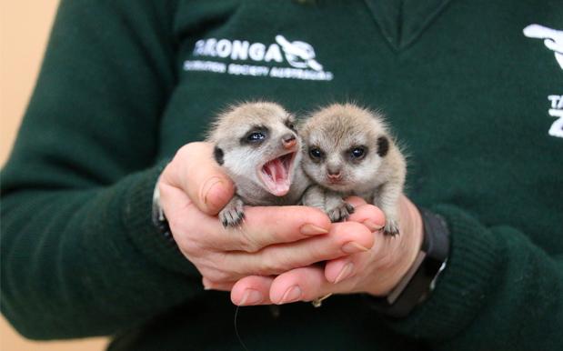 Taronga Zoo Has A Pair Of New Baby Meerkats And Holy Shit They’re So Cute