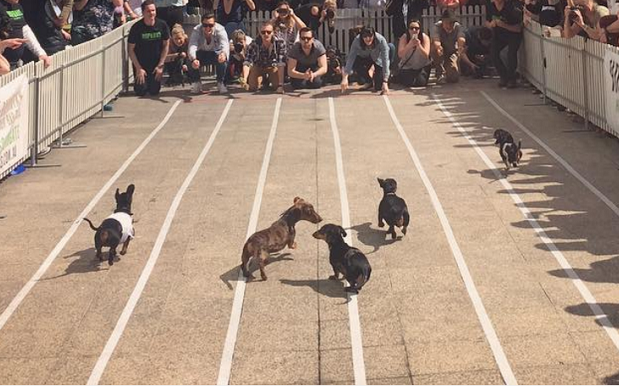 Hundreds Of Stumpy Lil’ Angels Meet For Melbourne’s Annual Dachshund Race