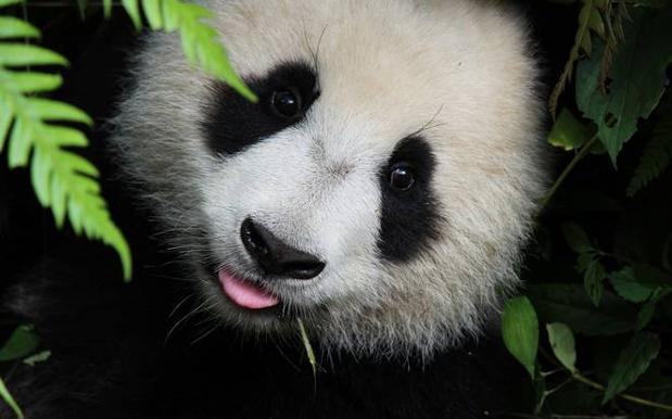 Giant Panda No Longer An Endangered Species, Free To Be Kawaii 5eva