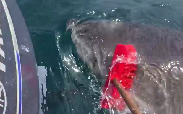 Standing Ovation For This Legend Who Shooed A 5m Shark Away W/ A Broom