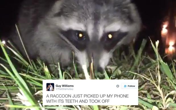 WATCH: A Raccoon Nicked A Bloke’s Phone & Filmed Its Mad Dash For Freedom
