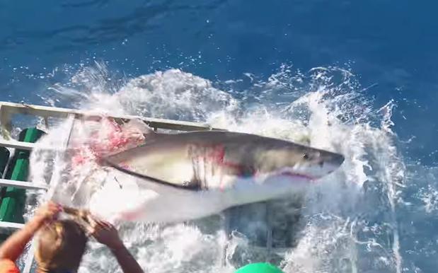 WATCH: A Great White Busted Into A Diving Cage, So There Goes That Idea