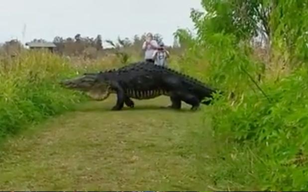 WATCH: This Enormous Goddamn Alligator Has Gotta Be Fake, Right? Right?