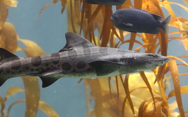 Researchers Shocked After QLD Leopard Shark Reproduces Asexually