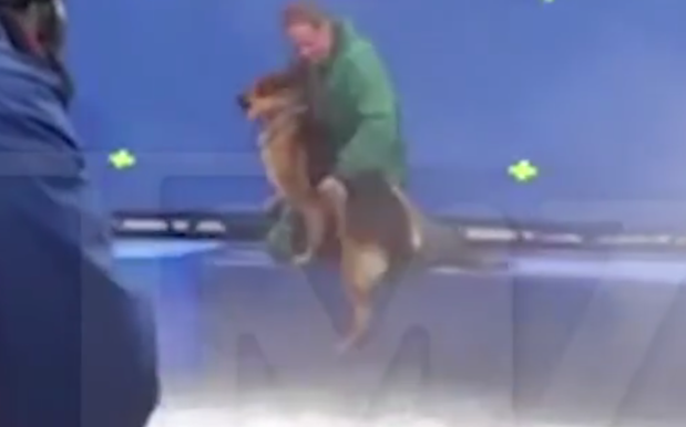 Director & Star Of ‘A Dog’s Purpose’ Respond To Leak Of Fkd On-Set Footage