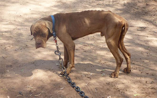 100 Malnourished Pups & Kitties Rescued From “Disturbing” Pet Farm In QLD