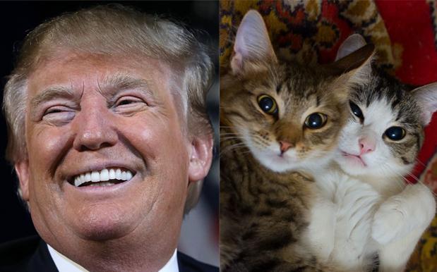Twitter Lost Its Mind After Trump Followed & Unfollowed Cute Kitten Account