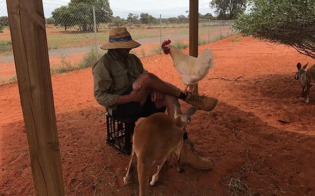 There’s A Chook In The NT Named ‘Cluck Norris’ Who Legit Thinks He’s A Roo